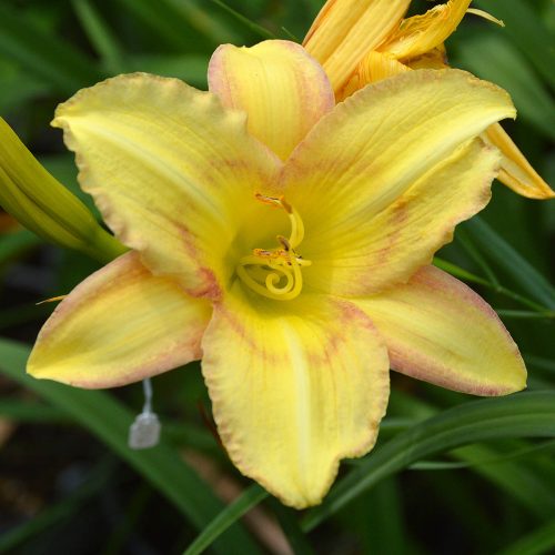 Daylily-Delicate-Design-1200x-DSC 0459