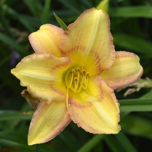 Daylily-Delicate-Design-1200x-DSC 0461