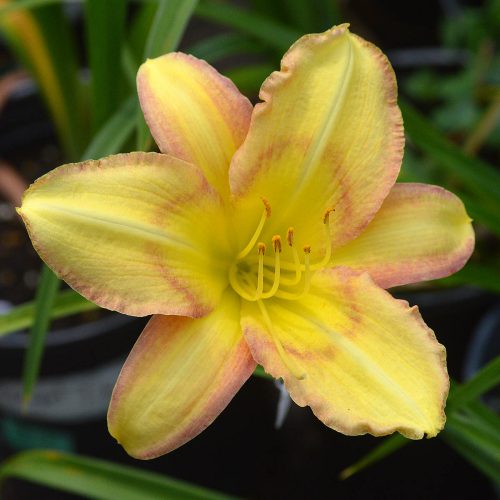 Daylily-Delicate-Design-1200x-DSC 0462