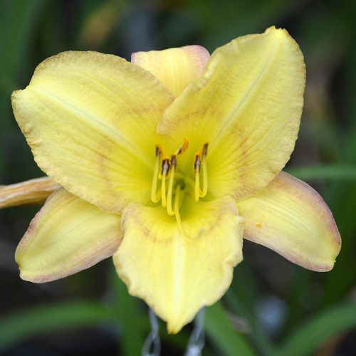 Daylily-Delicate-Design-1200x-DSC 0860