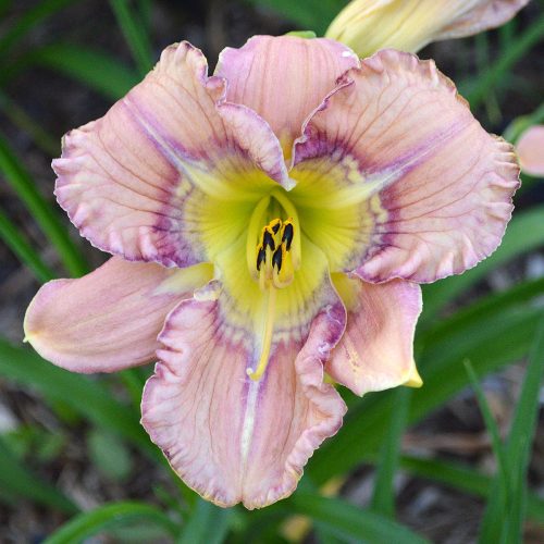 Daylily-Dodged-A-Bullet-1200x-DSC 0012