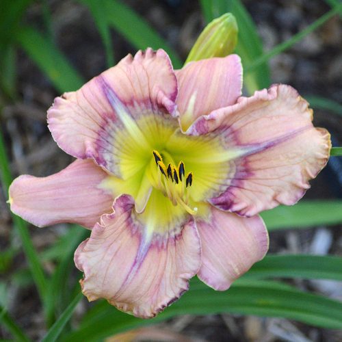 Daylily-Dodged-A-Bullet-1200x-DSC 0015