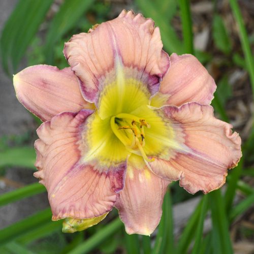 Daylily-Dodged-A-Bullet-1200x-DSC 0288