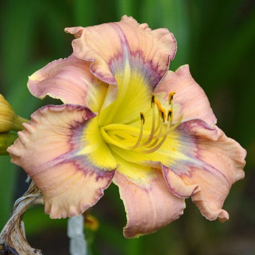 Daylily-Dodged-A-Bullet-1200x-DSC 0446