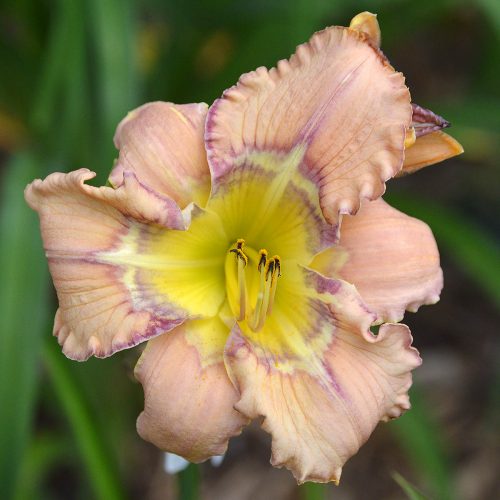 Daylily-Dodged-A-Bullet-1200x-DSC 0520