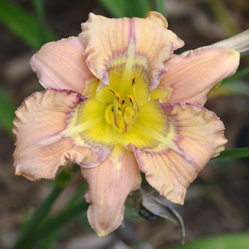 Daylily-Dodged-A-Bullet-1200x-DSC 0522