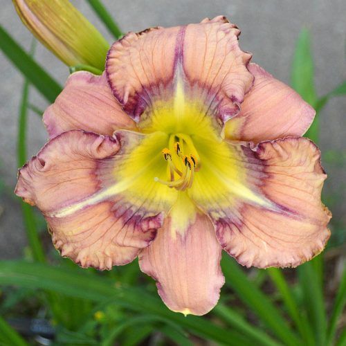 Daylily-Dodged-A-Bullet-1200x-DSC 0856