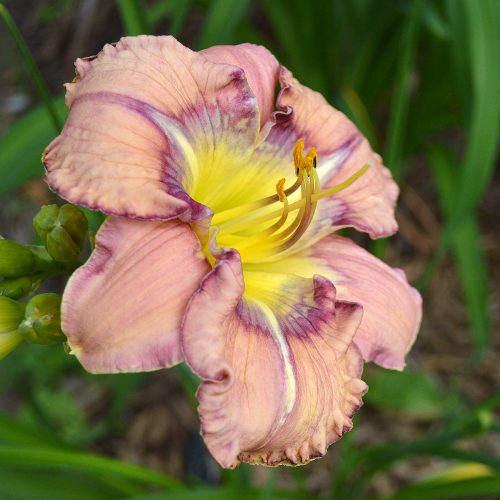 Daylily-Dodged-A-Bullet-1200x-DSC 0859