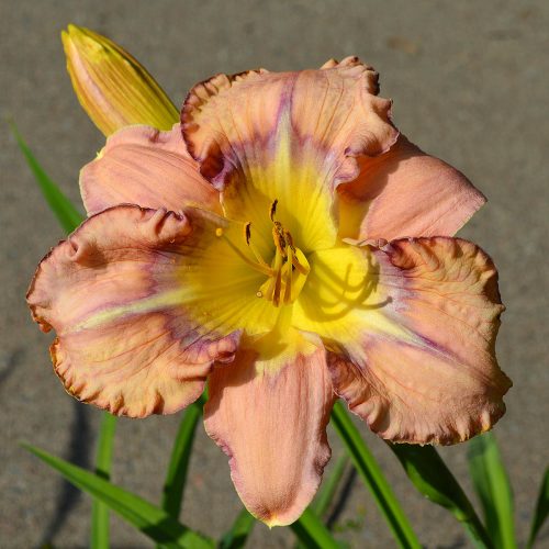 Daylily-Dodged-A-Bullet-1200x-DSC 0966