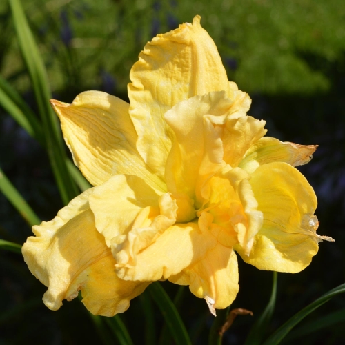 Daylily (Hemerocallis) Double Parfait