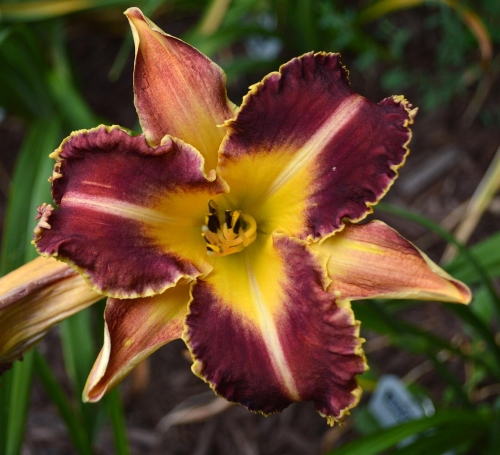 Daylily-Dragon-Fang-1200h-DSC 0315