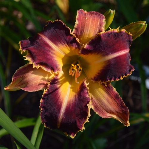 Daylily-Dragon-Fang-1200x-DSC 0169