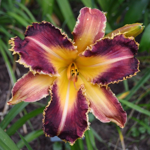 Daylily (Hemerocallis) Dragon Fang