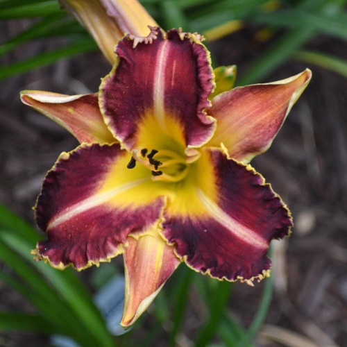 Daylily-Dragon-Fang-1200x-DSC 0275