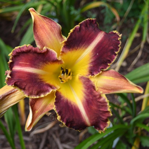 Daylily-Dragon-Fang-1200x-DSC 0314