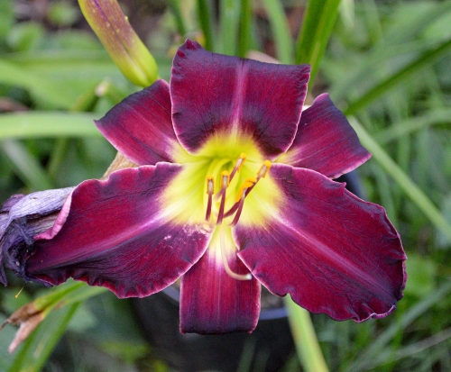 Daylily-Dragon-Rider-1200h-DSC 0254