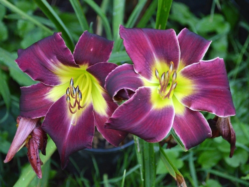 Daylily-Dragon-Rider-1200h-DSC 0502