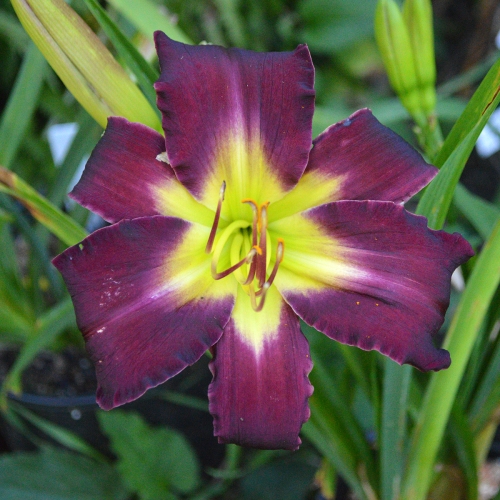 Daylily-Dragon-Rider-1200x-DSC 0333
