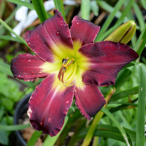 Daylily-Dragon-Rider-1200x-DSC 0442