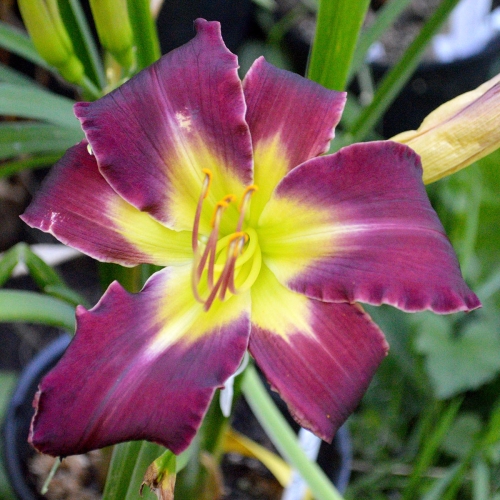 Daylily-Dragon-Rider-1200x-DSC 0939