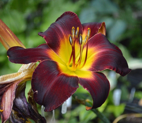 Daylily-Dragon-Ship-1200h-DSC 0590