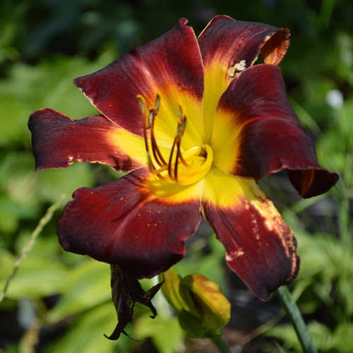 Daylily-Dragon-Ship-1200x-DSC 0008
