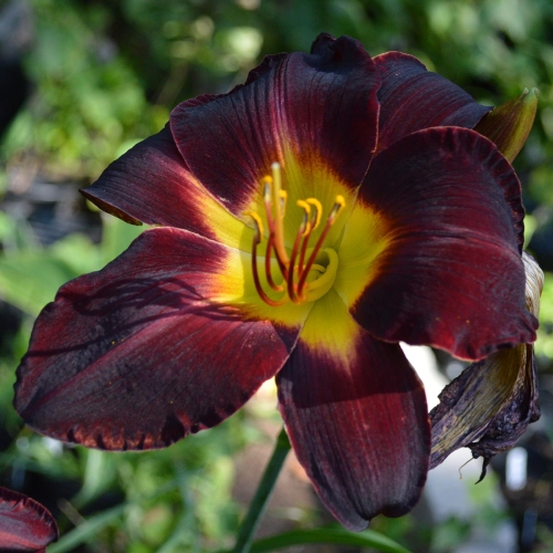 Daylily-Dragon-Ship-1200x-DSC 0182