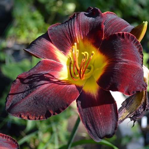 Daylily-Dragon-Ship-1200x-DSC 0183