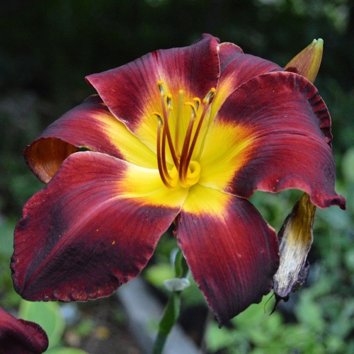 Daylily-Dragon-Ship-1200x-DSC 0269