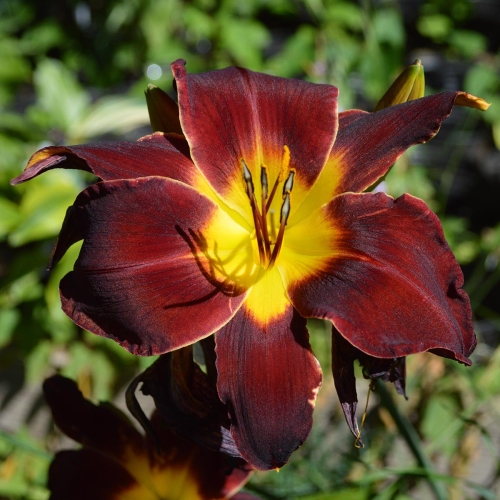 Daylily-Dragon-Ship-1200x-DSC 0457