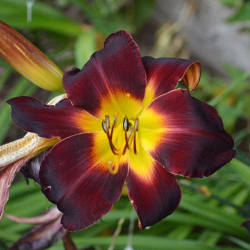 Daylily-Dragon-Ship-1200x-DSC 0589
