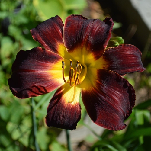 Daylily-Dragon-Ship-1200x-DSC 0739