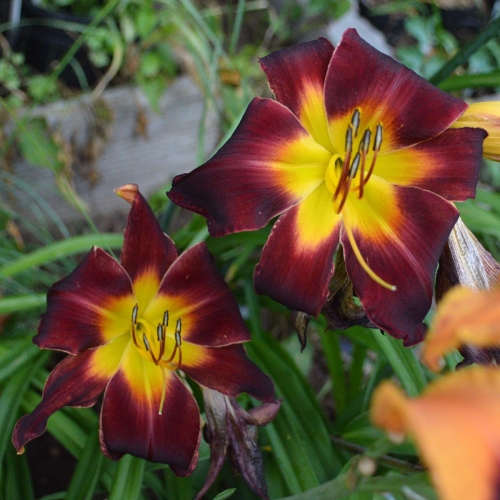 Daylily-Dragon-Ship-1200x-DSC 0824