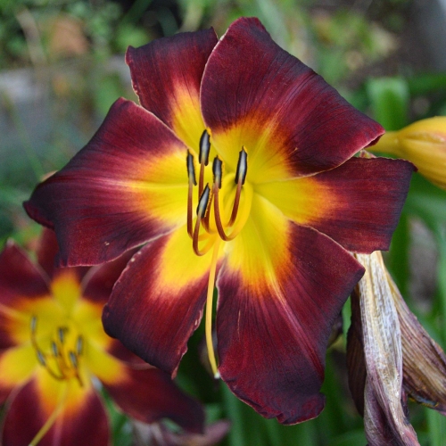 Daylily-Dragon-Ship-1200x-DSC 0828