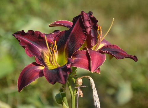 Daylily-Duluth-M577B-1200h-DSC 0811