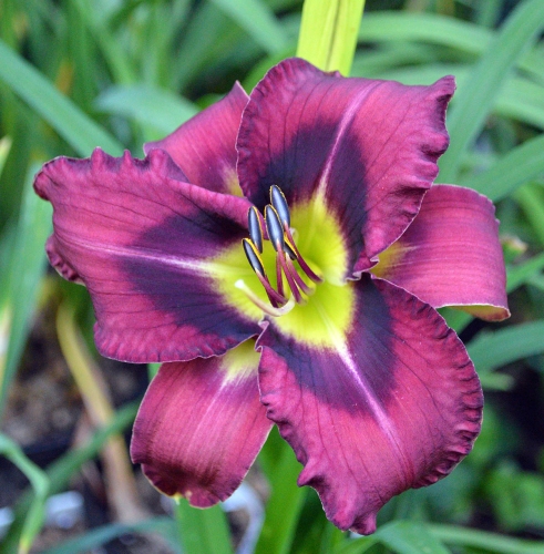 Daylily (Hemerocallis) Duluth M577B