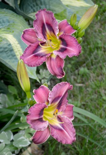 Daylily-Duluth-M577B-1200w-DSC 0613
