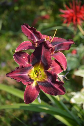 Daylily-Duluth-M577B-1200w-DSC 0816
