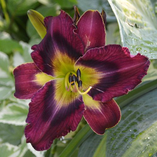 Daylily-Duluth-M577B-1200x-DSC 0011