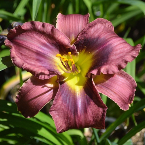 Daylily-Duluth-M577B-1200x-DSC 0029