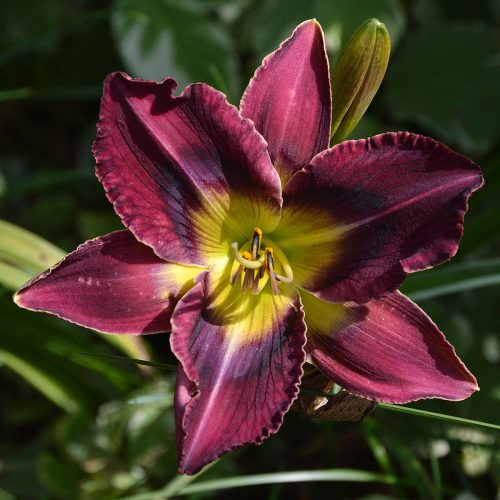 Daylily-Duluth-M577B-1200x-DSC 0199