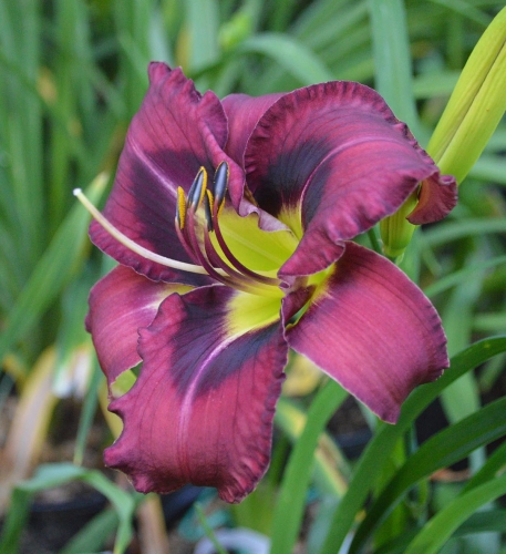 Daylily-Duluth-M577B-1200x-DSC 0245