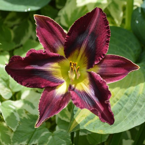 Daylily-Duluth-M577B-1200x-DSC 0245 (1) (1)