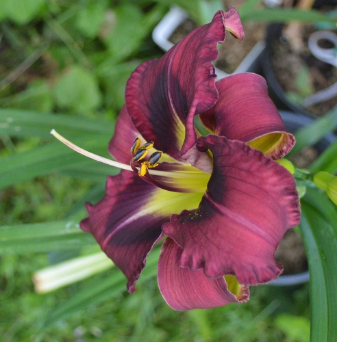 Daylily-Duluth-M577B-1200x-DSC 0252