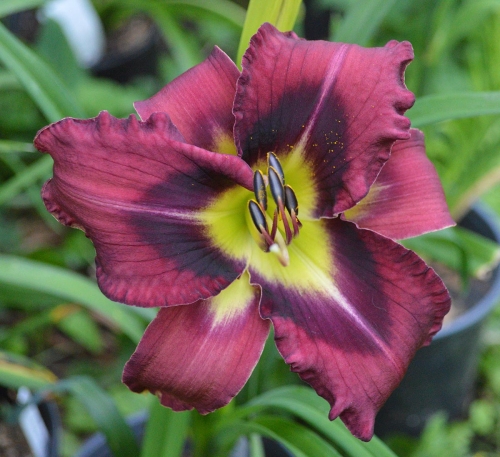 Daylily-Duluth-M577B-1200x-DSC 0257