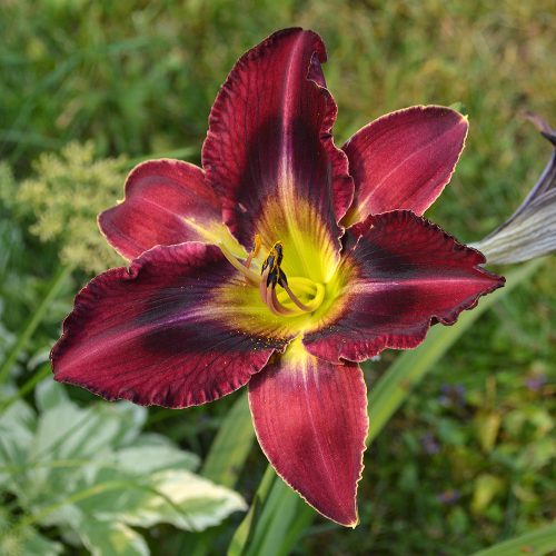 Daylily-Duluth-M577B-1200x-DSC 0269 (1)