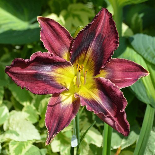 Daylily-Duluth-M577B-1200x-DSC 0289 (1)