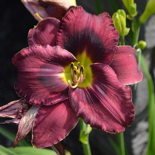 Daylily-Duluth-M577B-1200x-DSC 0341