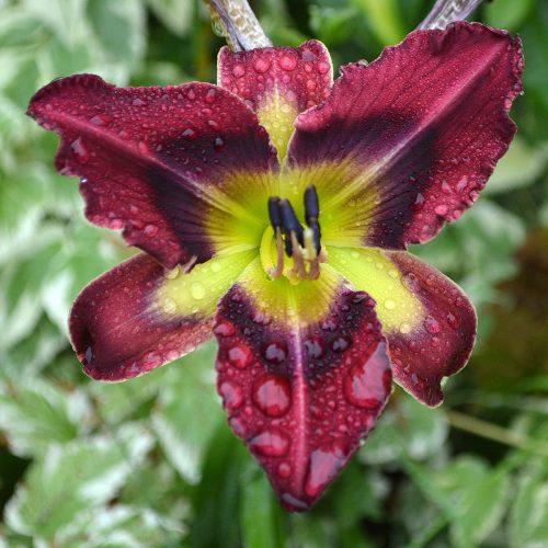 Daylily-Duluth-M577B-1200x-DSC 0385 (1)