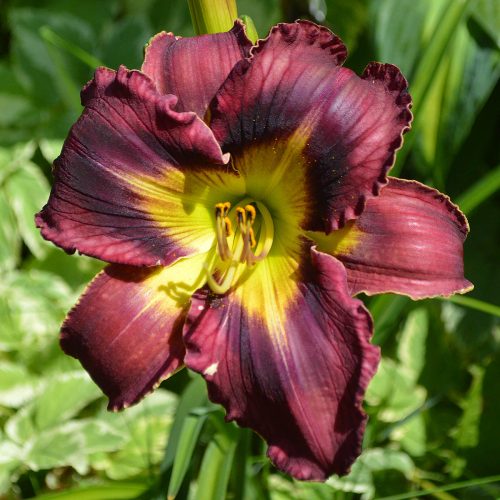 Daylily-Duluth-M577B-1200x-DSC 0418